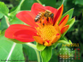 June in Calendar