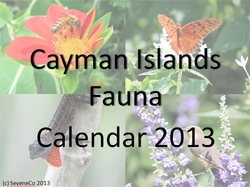 Picture of the front of the Free Calendar2013 