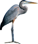 Free Grey Heron Vector