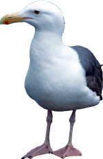 Free Seagull Vector