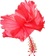 free hibiscus vector