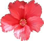 Hibiscus free vector