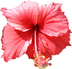 Hibiscus vector free