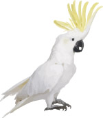 free vector sulphur crested cockatoo parrot