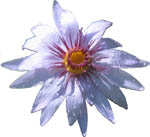water lily flower free vector