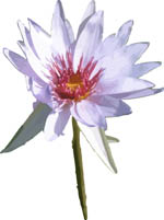 water lily flower with stem free vector