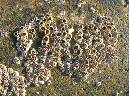 photoshop textures free. Downloading the free textures