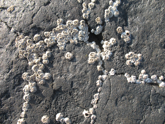 A Free Beach Stones with Barnacles Texture is provided on this page!
