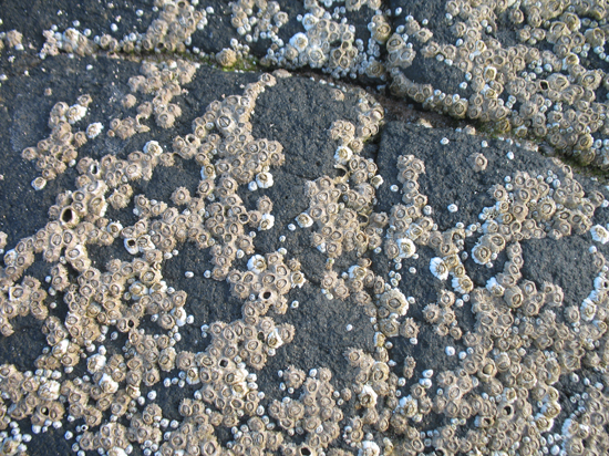 A Free Beach Stones with Barnacles Texture is provided on this page!