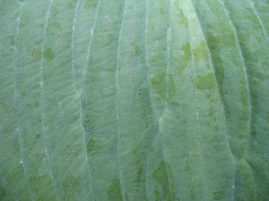 A Free Green Plant Leaf Texture is provided on this page!