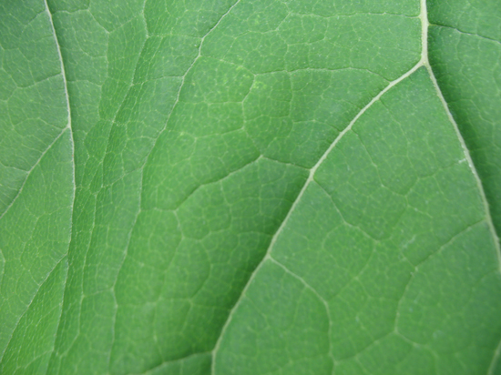 A Free Green Plant Leaf Texture is provided on this page!