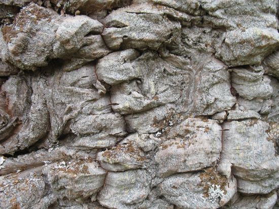 A Free Monkey Puzzle Tree Bark Texture is provided on this page!
