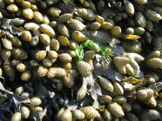 A Free Seaweed Texture is provided on this page!
