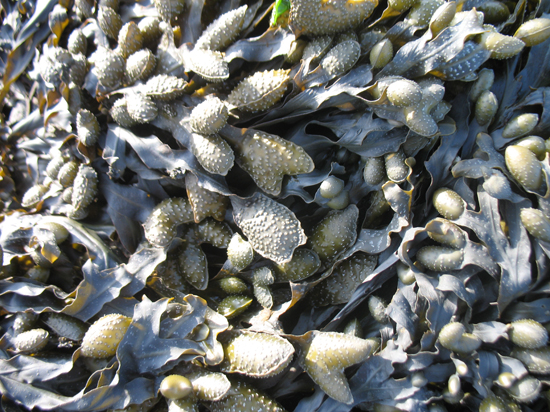 A Free Seaweed Texture is provided on this page!
