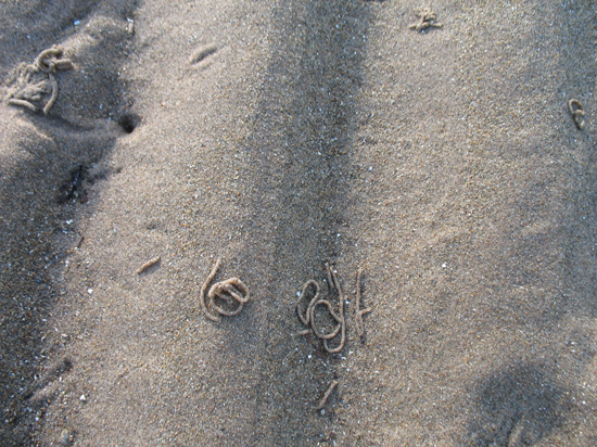 A Free Wet Sand Texture is provided on this page!