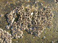 Free Beach Stones with Barnacles Texture