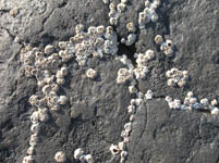 Free Beach Stones with Barnacles Texture