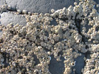 Free Beach Stones with Barnacles Texture