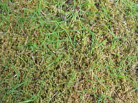Free Green Grass Texture