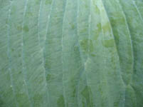 Free Green Plant Leaf Texture