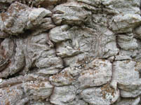 Free Monkey Puzzle Tree Bark Texture