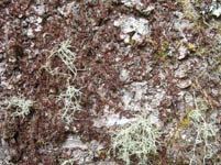 Free Moss Texture