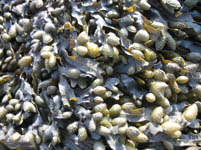 Free Seaweed Texture