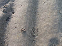 Free Wet Sand Texture