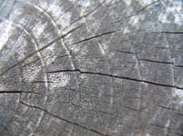 Free Wood Grain Texture