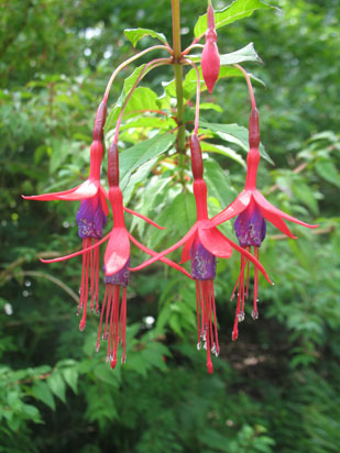 Picture of   Flowers in Brodick Castle Gardens is shown on this page.