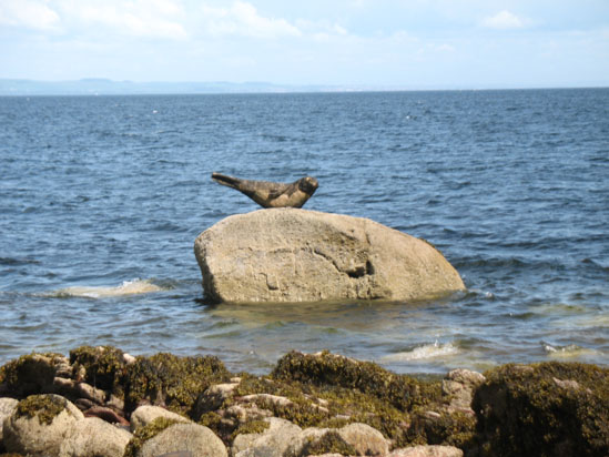 Picture of   The Seal Statue in Corrie is shown on this page.