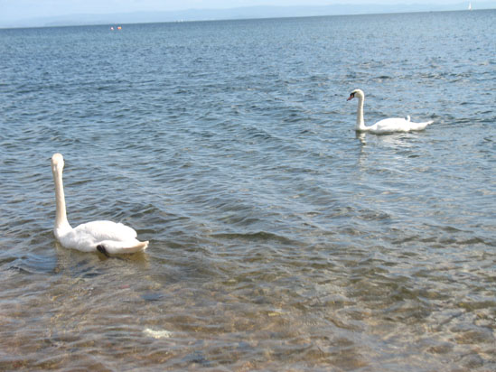 Picture of   Two Swans at Brodick Beach is shown on this page.