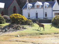 A deer walking through Lochranza 