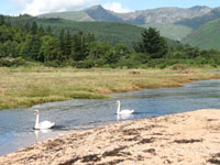 Two Swans on Brodick Beach