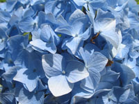 A Blue Flower on Brodick castle gardens
