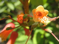Orange Flower in Brodick Castle gardens