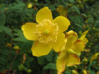 A yellow flower in Brodick Castle gardens