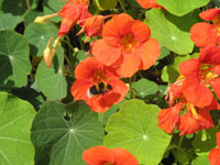 Flowers with a Bee in Brodick Castle gardens