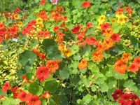 Orange and Red Flowers in Brodick Castle gardens