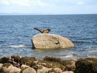 The Seal Statue in Corrie