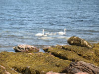 Two Swans and Four Cygent in the Sea at Corrie