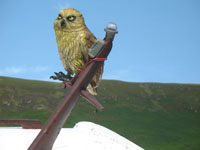 The Owl on the small boat near Lochranza castle