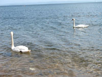 Two Swans at Brodick Beach