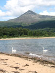 Swans on Brodick Beach with Goatfell in the background