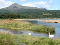 Two Swans on Brodick Beach with Goatfell in the background