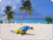 grand cayman pictures