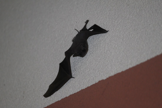 bat on wall in the visitors centre,Botanic Park cayman picture