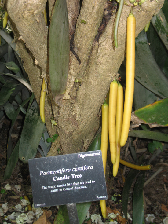 candle tree sign in the visitors centre,Botanic Park cayman picture