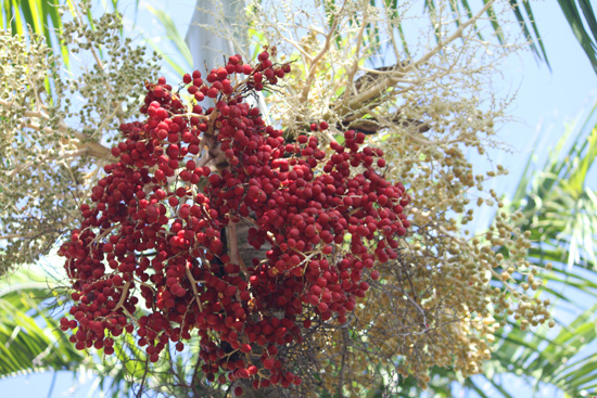 captaintaria palm seeds in the floral color garden,Botanic Park cayman picture