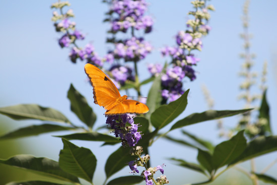 cayman zoe julia butterfly in the floral color garden,Botanic Park cayman picture